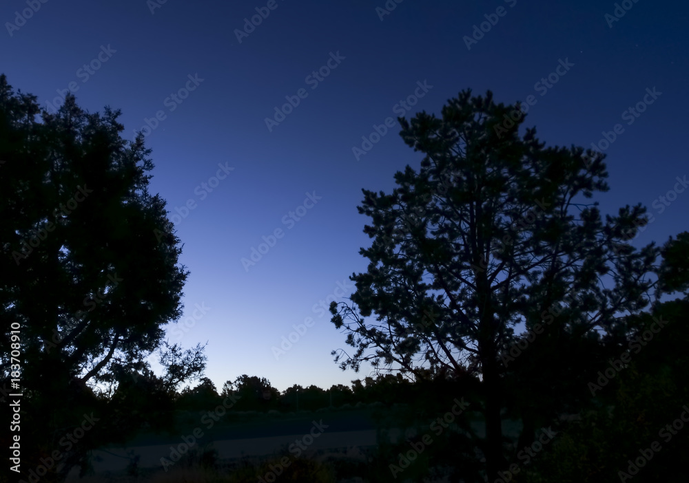 Tree tops against the night sky Tree tops against the night sky
