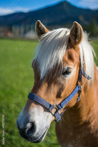 Horse Portrait In Germany