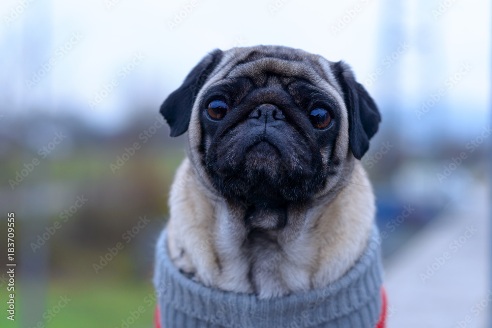 Cute pug smiling and looking to the camera