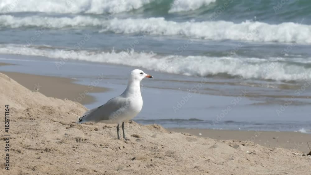 Big beautiful white seagull walks on the shore of the clear blue sea on the sand Big beautiful white seagull walks on the shore of the clear blue sea on the sand