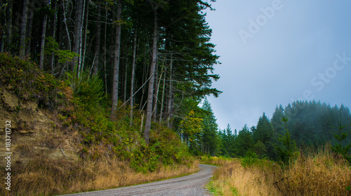 Oregon Logging Road