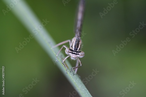 Blue featherleg or white-legged damselfly, Platycnemis pennipes photo