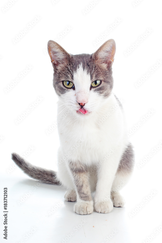 Domestic cat on isolated white background. Cat wanting food. Trained cat. Animal mammal pet. Beautiful grey white young kitten on isolated white studio photo background. Cat with beautiful eyes Silver