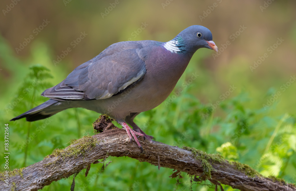 Common wood pigeon perched on old branch with moss and ferns in forest Common wood pigeon perched on old branch with moss and ferns in forest