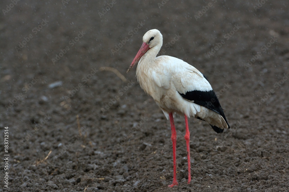 Fototapeta premium White Stork on Field