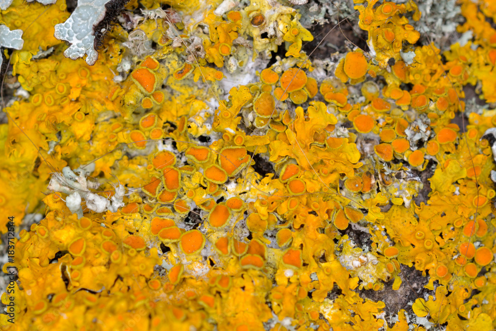 Common Orange Lichen or Yellow Scale (Xanthoria parietina) Common Orange Lichen or Yellow Scale (Xanthoria parietina)