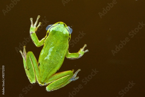 Tree Frog Floating