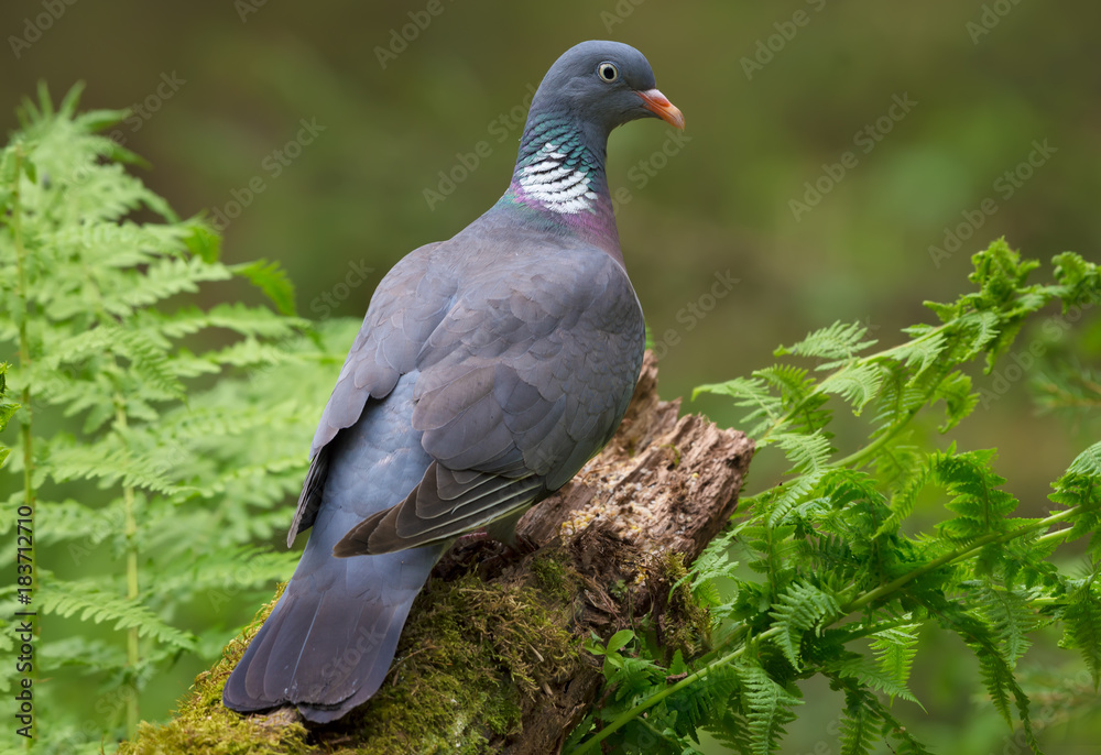 Common wood pigeon perched on the top of aged stock backview with head turn Common wood pigeon perched on the top of aged stock backview with head turn