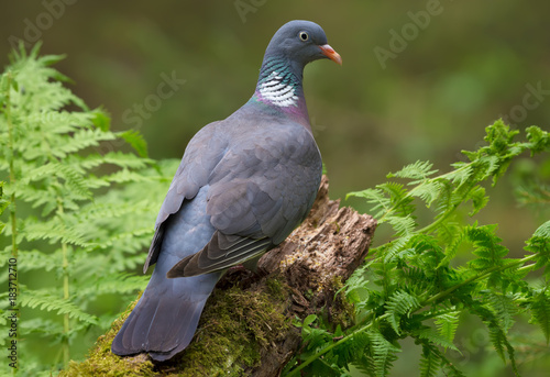 Common wood pigeon perched on the top of aged stock backview with head turn