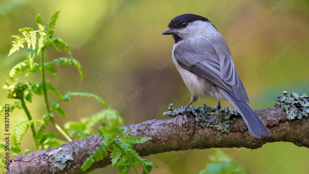 Back view of Willow Tit sitting on a lichen coated branch 