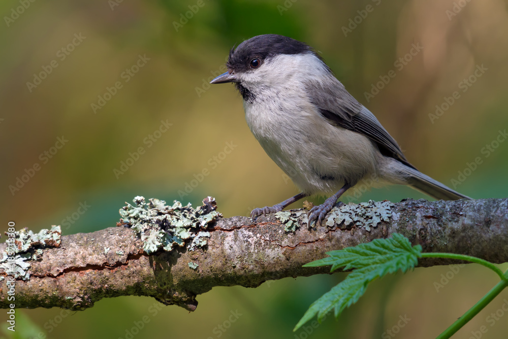 Willow Tit simple posing on an old lichen branch Willow Tit simple posing on an old lichen branch