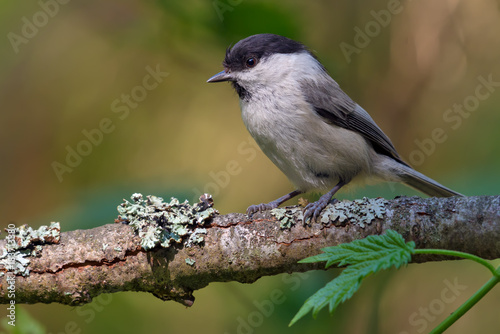 Willow Tit simple posing on an old lichen branch 