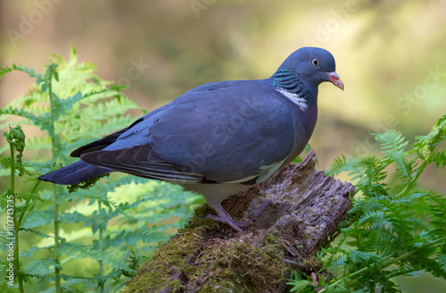 Common wood pigeon perched on the top of mossy stock between ferns