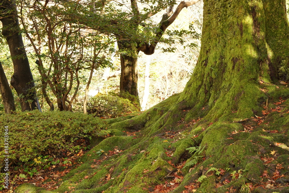 苔の森林　樹木と枯葉