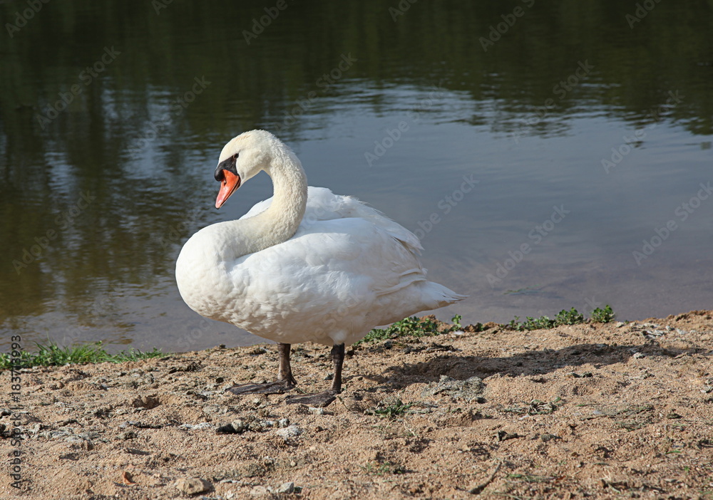 Cygne au repos rès du rivage. Cygne au repos rès du rivage.