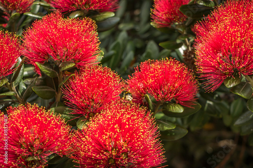 Bumblebee Landing On Pohutukawa Tree 
