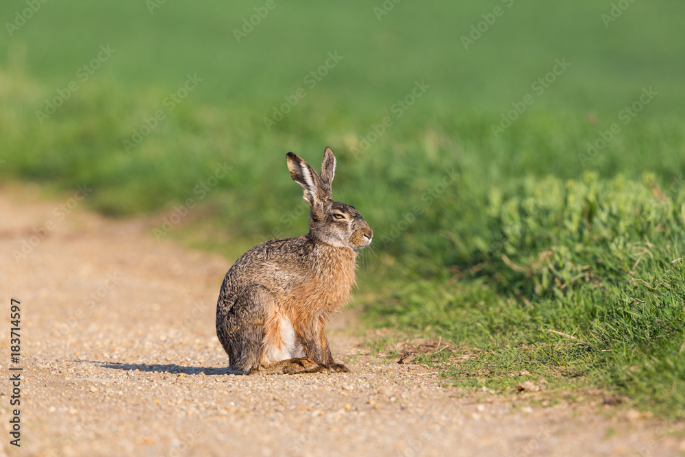 Obraz premium portrait european brown hare jackrabbit (lepus europaeus) sitting on trail