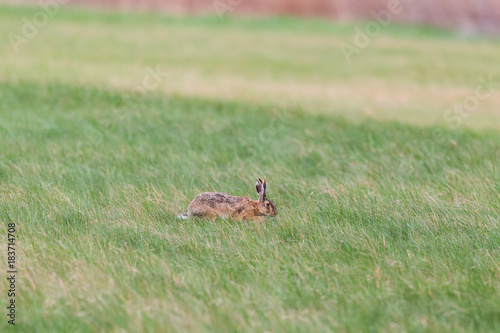 natural brown hare (lepus europaeus) in green meadow © Pascal Halder