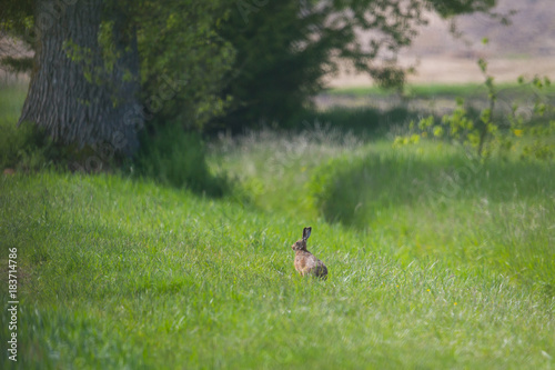 european brown hare jackrabbit (lepus europaeus)  sitting in green meadow © Pascal Halder