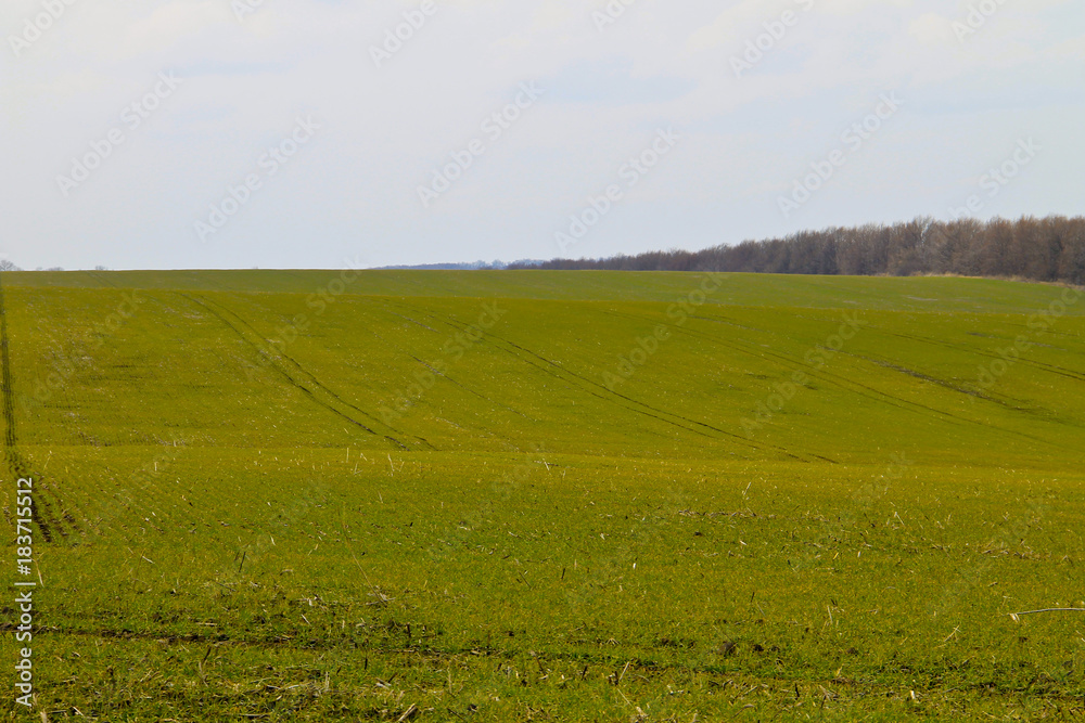 Field of green wheat sprouts