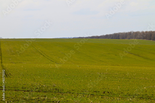 Field of green wheat sprouts