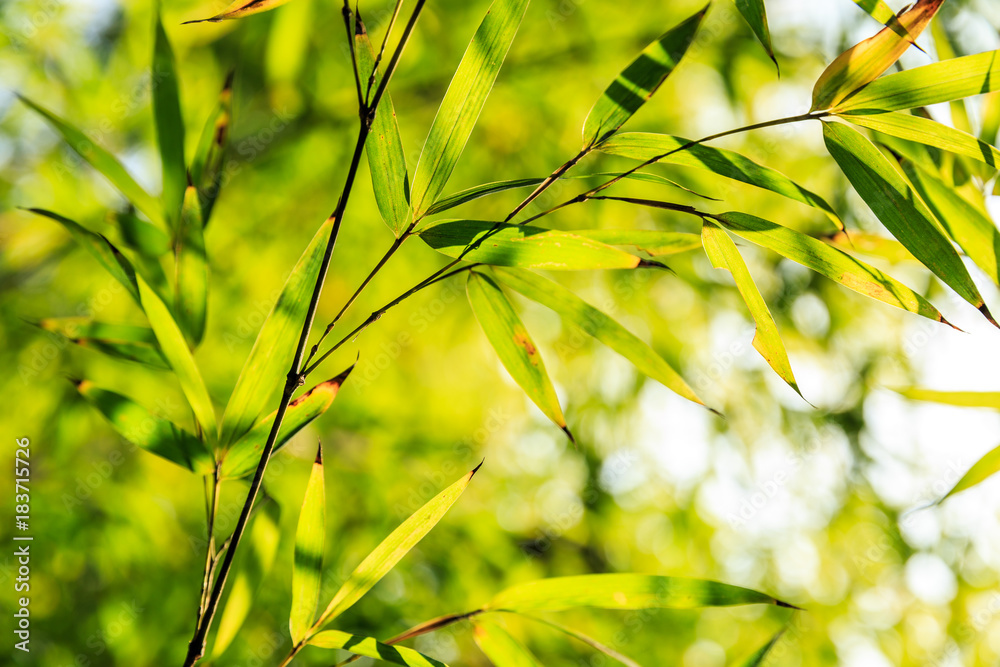Fototapeta premium Green bamboo leaves in the bamboo forest