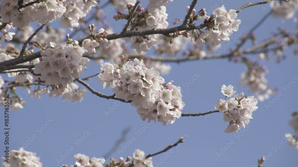 4K 成田 さくらの山公園 風景 桜 Cherry Blossoms in Narita Sakura no yama park 4K 成田 さくらの山公園 風景 桜 Cherry Blossoms in Narita Sakura no yama park