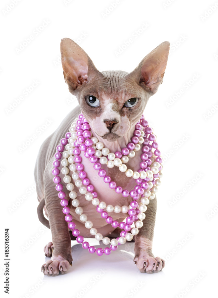 sphinx cat in studio sphinx cat in studio