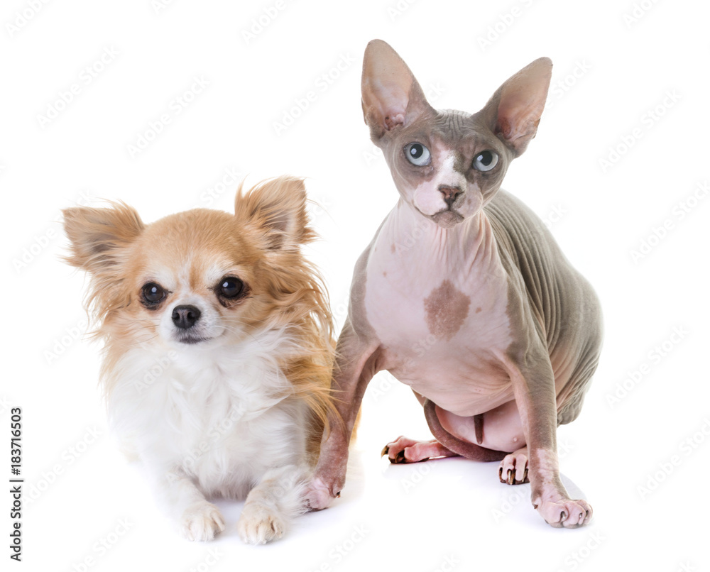 sphinx cat and chihuahua