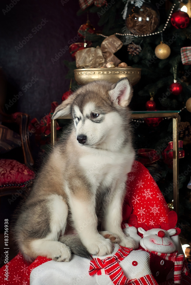 puppy of a malamute sits near a Christmas tree