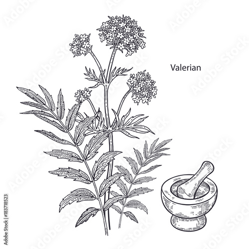 Medical plant valerian.