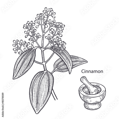 Medical plant cinnamon.