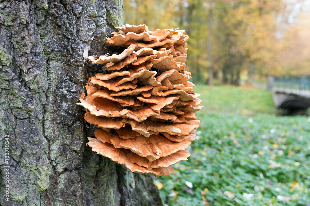 Laetiporus sulphureus mushroom Laetiporus sulphureus mushroom