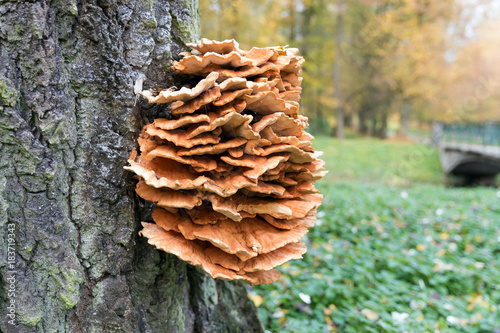 Laetiporus sulphureus mushroom