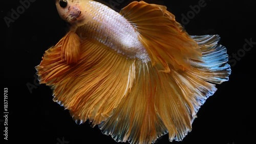 Siamese fighting betta fish movement in slow motion