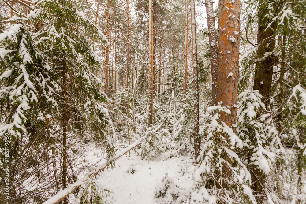 Fototapeta premium dense coniferous forest on a frosty winter day