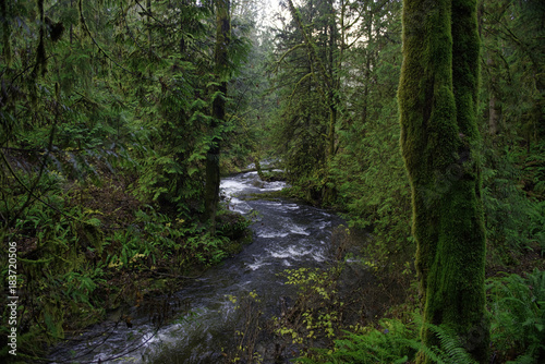 Old growth rain forest in Stocking Creek Waterfall park in Vancouver Island, British Columbia, Canada © roxxyphotos