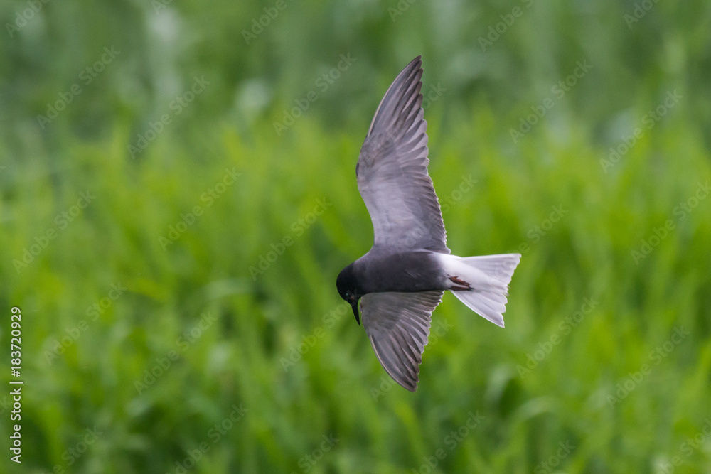 black tern Chlidonias niger Chlidonias nigra