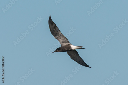 black tern Chlidonias niger Chlidonias nigra © Michael Schroeder