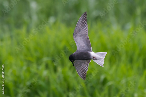 Obraz na płótnie black tern Chlidonias niger Chlidonias nigra w salonie