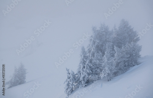 snow covered trees in a winter landscape in the Swiss Alps in fog