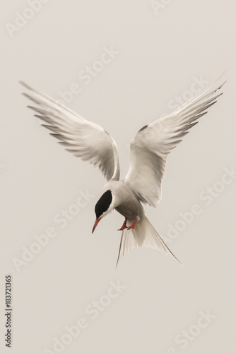 Bild auf Leinwand Arctic tern Sterna paradisaea