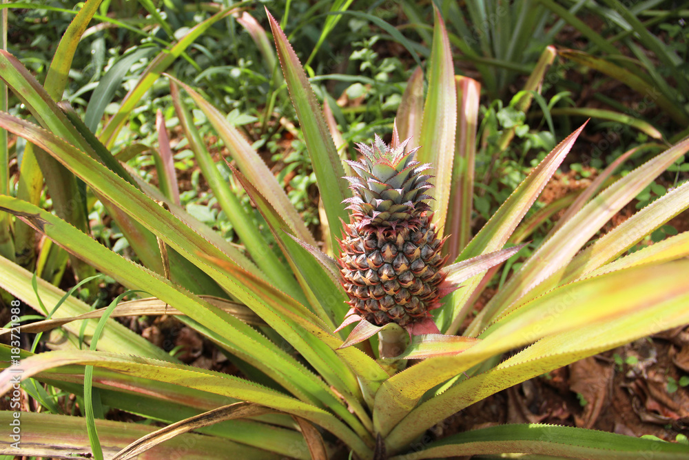 Pineapple grows in the natural environment Pineapple grows in the natural environment