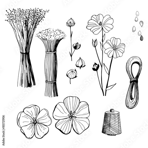 Hand drawn flowers. Flax  plant flowers. Black and white line illustration of flax  flowers. photo