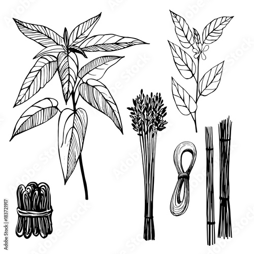 Hand drawn plants. Jute fibers. Black and white line illustration of jute.