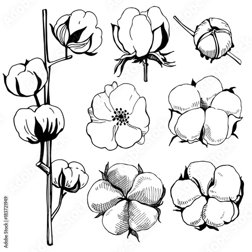 Hand drawn flowers. Cotton plant flower.Black and white line illustration of cotton flowers.