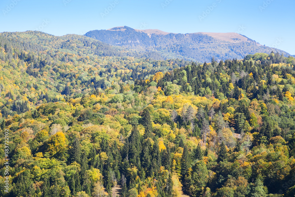 forest valley on a hill in the fall with blue sky
