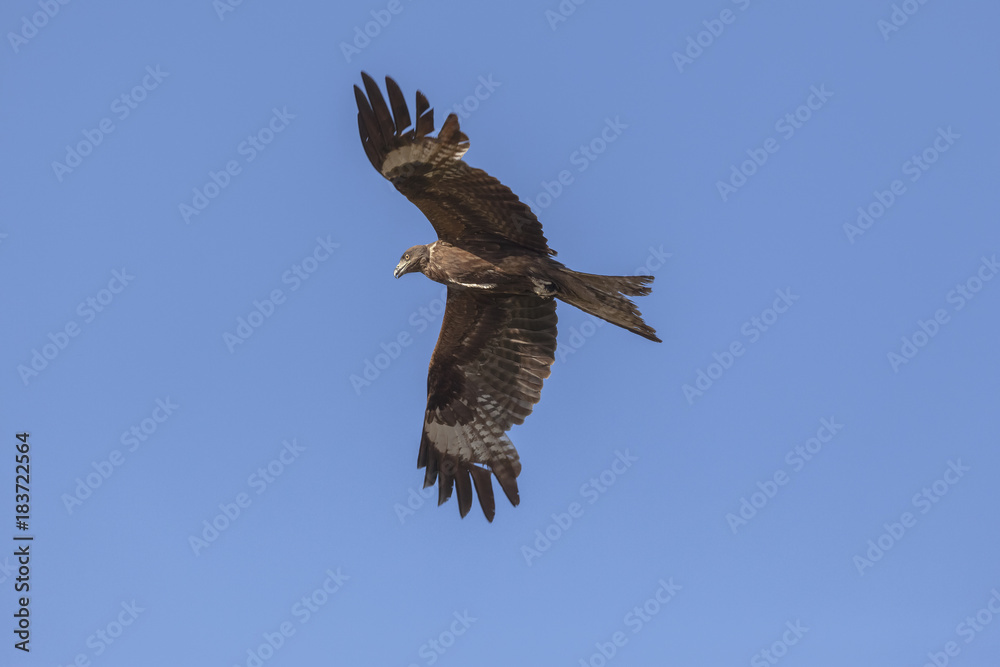 Flight of a bird in the sky Flight of a bird in the sky