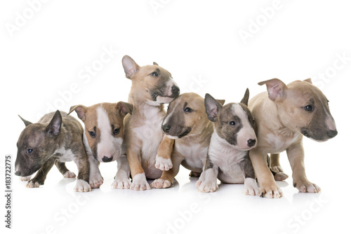 group of miniature bull terrier