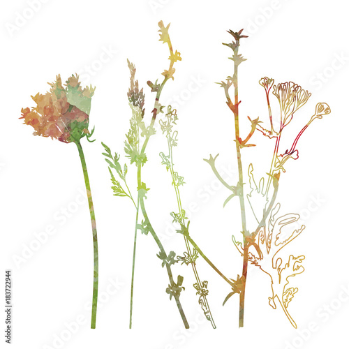 Meadow grasses, herbs and flowers outlines in watercolor style.